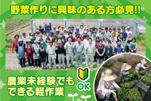 野菜の植え付け、出荷作業 経験不問 パート｜(株)村田農場｜愛媛県東温市南野田